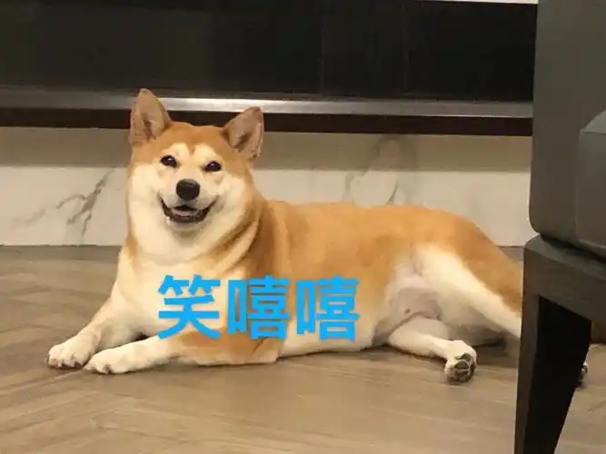 哈哈06柴犬夏天都这么爱笑吗