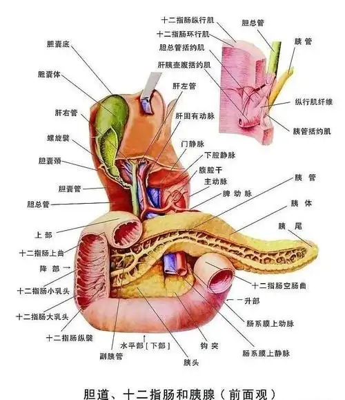 十二指肠解剖及检查方法