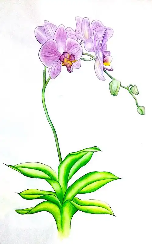 临摹花之绘蝴蝶兰工笔上色练习