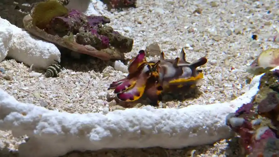 水族馆里的火焰乌贼唯一一种带毒乌贼