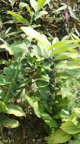 玉竹结子的第一次见