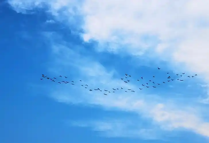 秋鸟群飞 - 花粉随手拍探索影像世界 花粉俱乐部