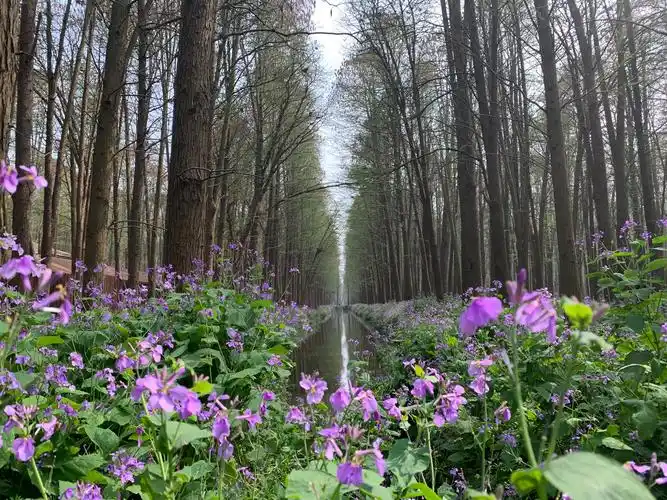 池杉水衫 叶子再长长 咱五月再见!