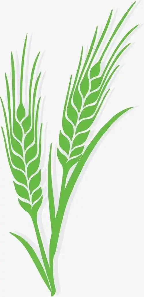 麦苗简笔画 麦苗简笔画彩色