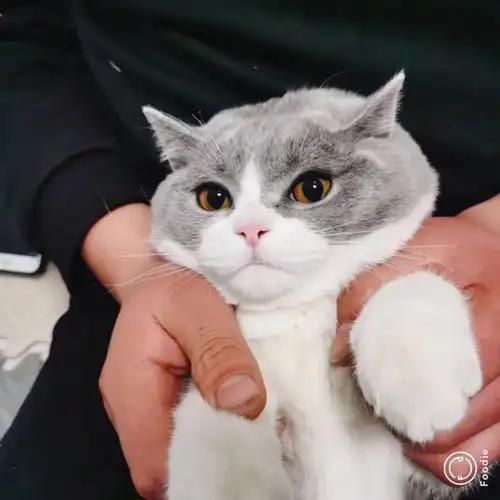 各位仙女帮我看看我家猫有发腮的迹象了吗