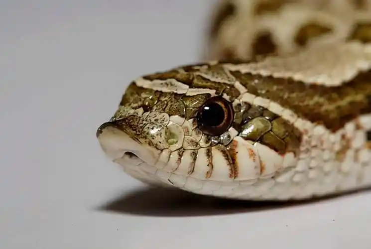 世界上最有趣的毒蛇—猪鼻蛇,不仅会装死还蠢萌_身体_对方_技能