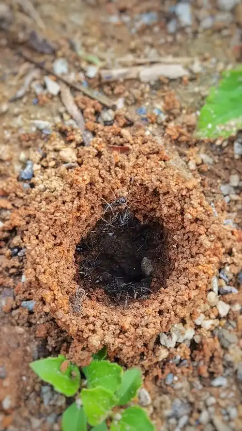 蚂蚁窝洞口忙碌的蚂蚁