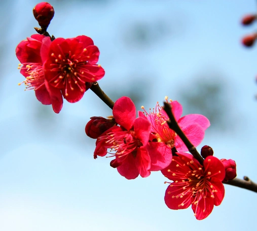 梅花花语是什么?梅花的养殖方法?【图】