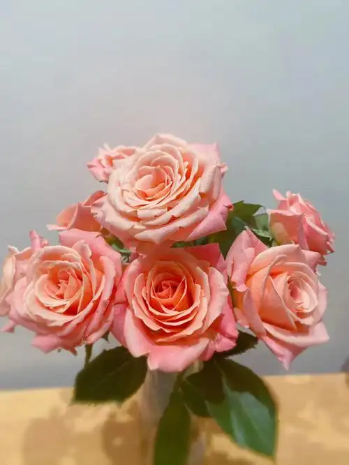 粉粉嫩嫩,可可爱爱的猪小姐,真是好喜欢呢#猪猪小姐玫瑰