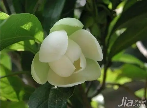 含笑花怎么养含笑花的养殖方法以及注意事项