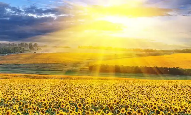 向日葵为什么总是向着太阳这是什么科学原理