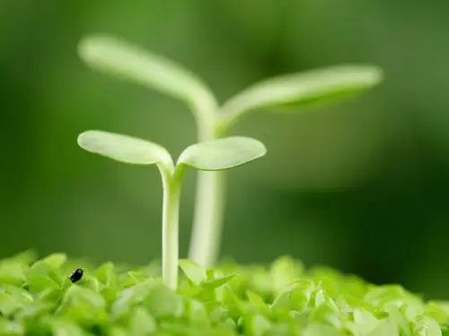 刚发芽的两粒种子 壁纸