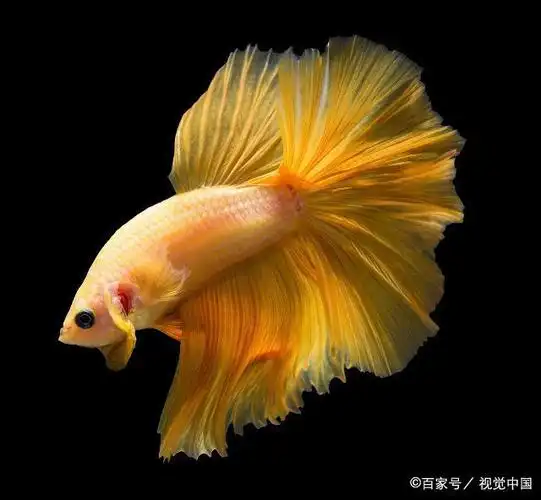 漂亮的中国斗鱼和艳丽的泰国斗鱼的区别和饲养方法