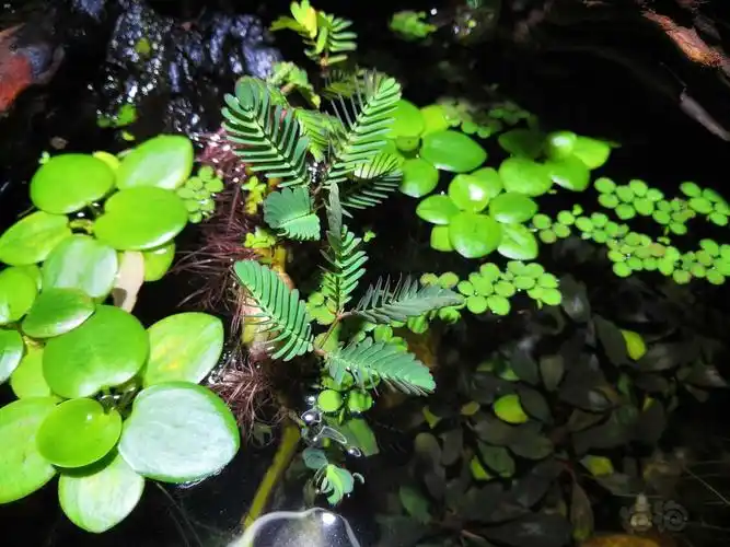 水生合欢草自带救生圈的浮水植物