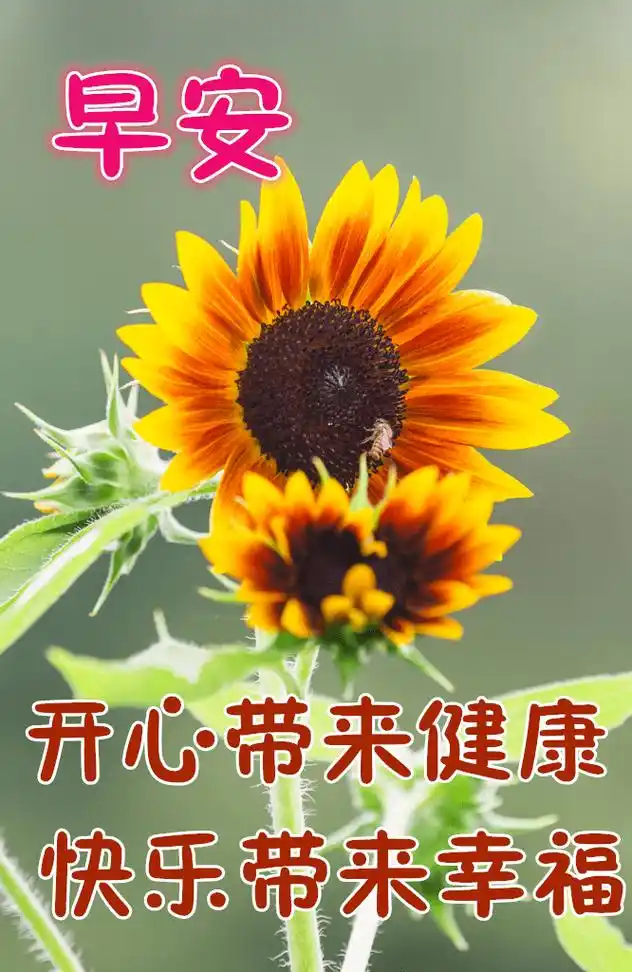 早上好的问候美句简短:早安!祝你一天的计划都实现