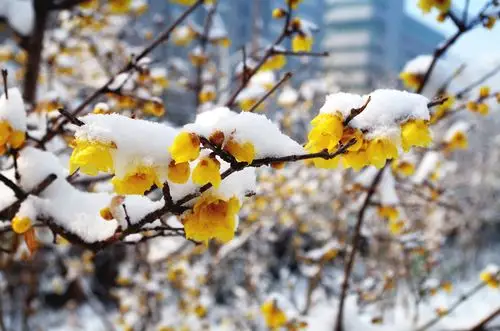 雪中腊梅
