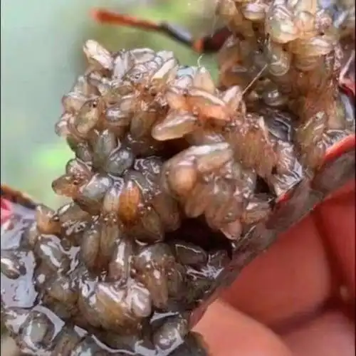 小龙虾苗种虾抱卵青虾活体虾淡水养殖龙虾苗鲜活小龙虾幼苗 龙虾养殖