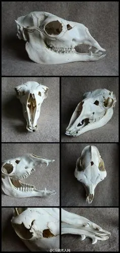 绘画参考素材#动物头骨参考~@北坤人素材