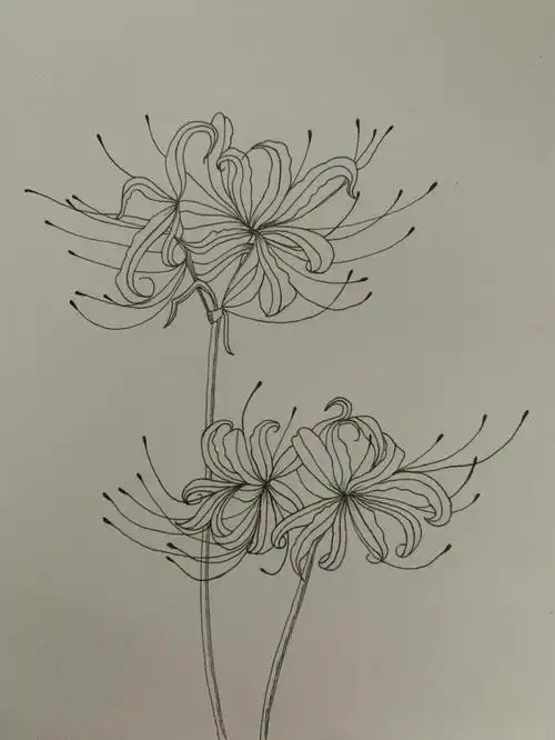 day24控笔练习彼岸花