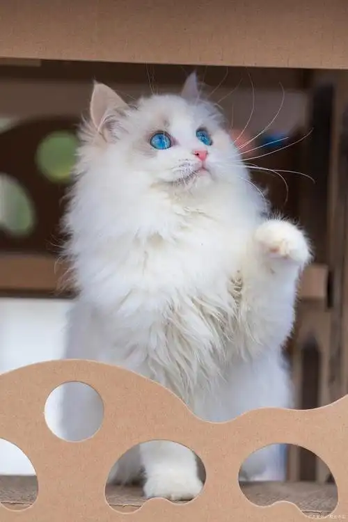 布偶猫这么火,若你有钱有闲又宠猫,我才推荐你养!