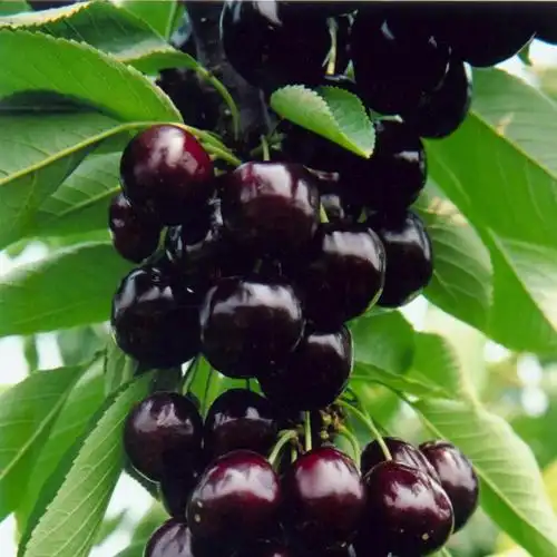 汉源车厘子大果套袋红灯原产地直销新鲜美味大樱桃樱桃甜批发1