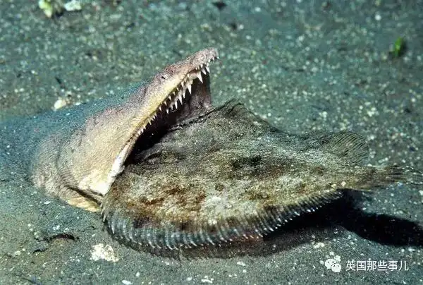 不明海底生物被飓风刮到岸上 美网友脑洞大开