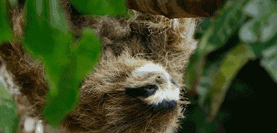 挂在树上的"树懒"是"间谍".可爱的"松鼠"是"间谍".