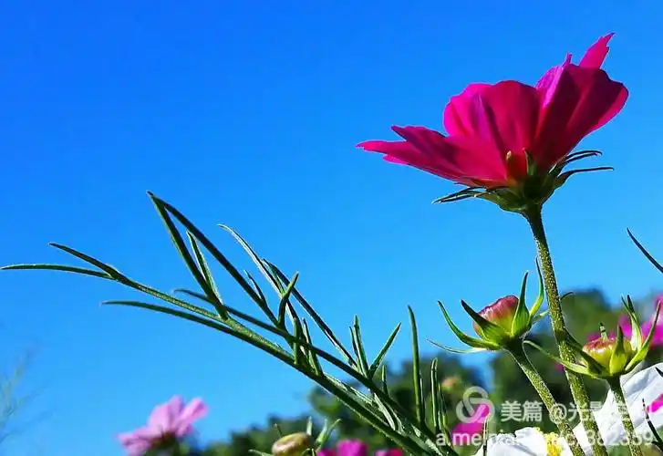 纯蓝天下的格桑花儿