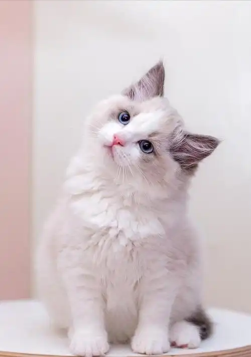 布偶猫有这6个行为说明把你当亲妈了