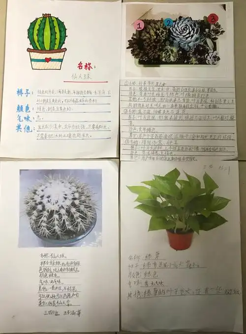 我们的植物朋友一一三四班文集
