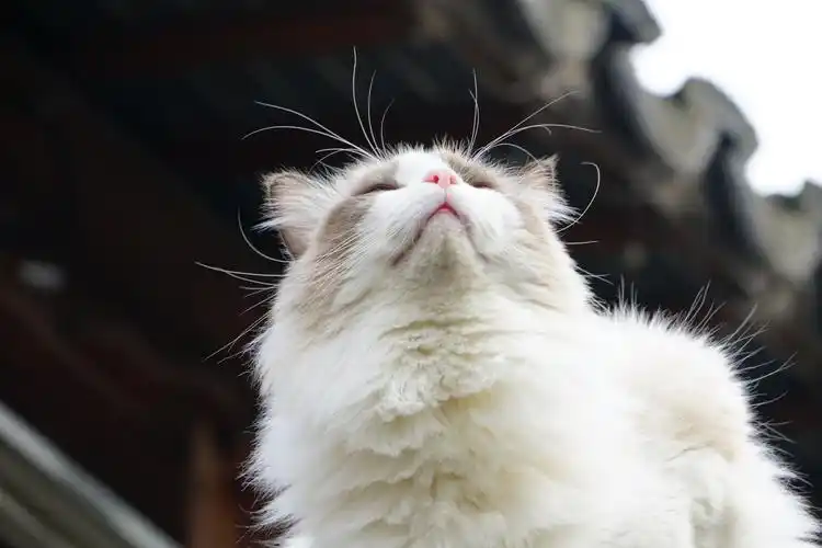 平江路上傲娇的猫