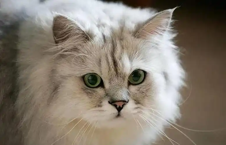 世界上十大最漂亮的猫排名(猫界颜值排行榜)-握米百科