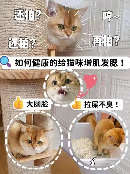 如何正确的给猫咪增肌发腮?养猫必看!