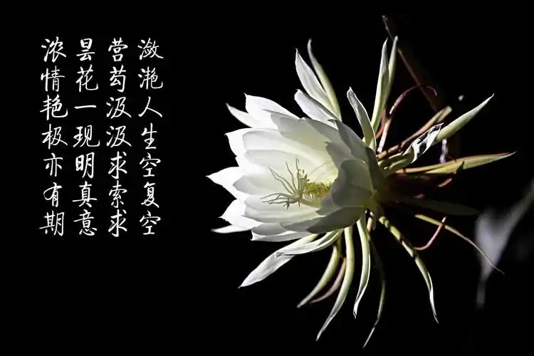 原创昙花一现中的昙花是什么花