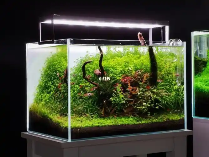 45cm草缸自然水景成景欣赏