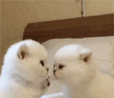 人类语言太无力,我就喜欢用猫咪表情包diss世界!