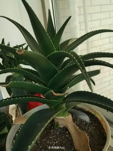 海虎兰芦荟@ 砍头,扦插