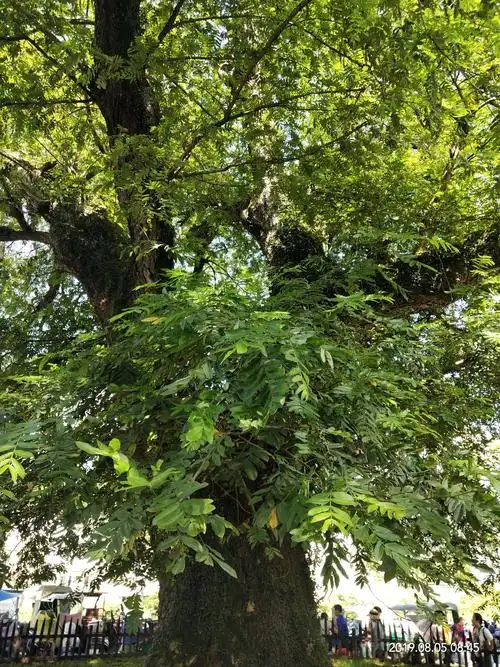 这棵是红杨树,500多年了