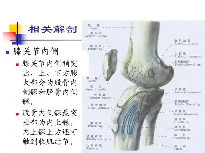 0307膝关节内侧副韧带损伤