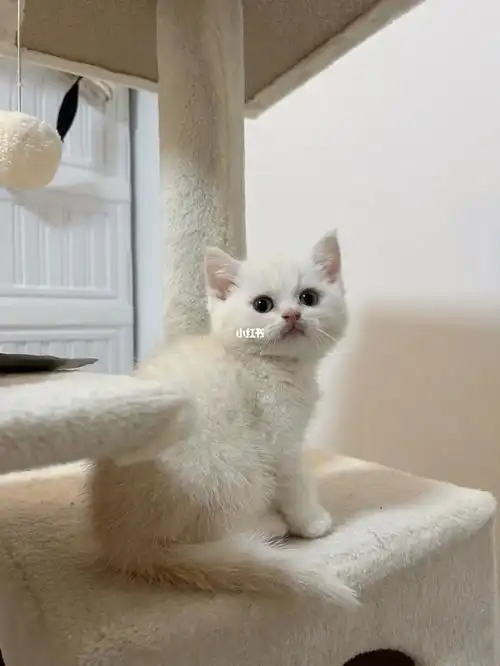 凯米尔色英短稀有色