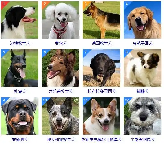最聪明的五种中型犬种,排名第一的无可争论,是所有犬种最聪明