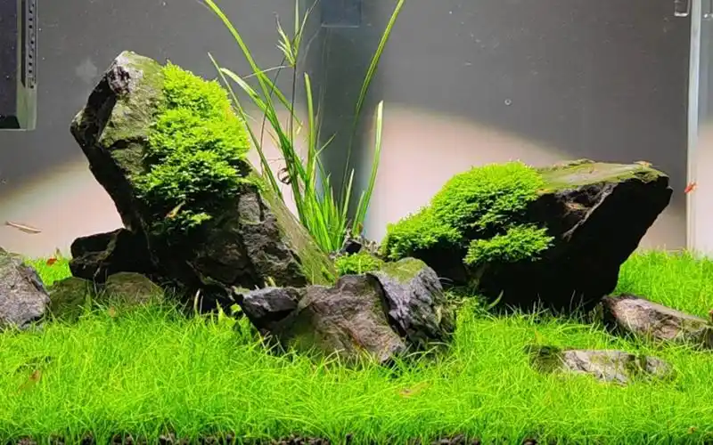 六零石景草缸成景欣赏