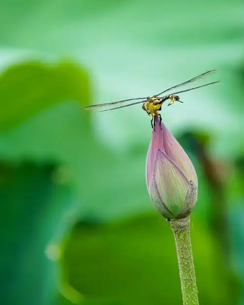 蜻蜓与荷花