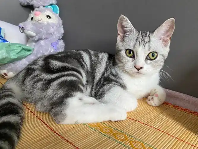 美短加白找新家