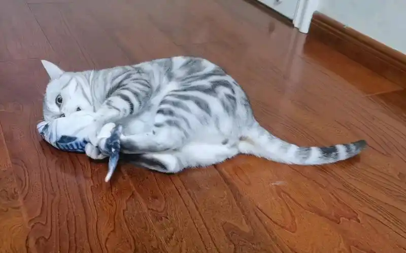 活动作品猫蹬腿