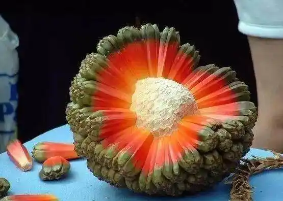 100个人中99个人都没见过的水果,你要吃过两种就算我输!