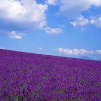 紫色薰衣草图片头像_微信头像图片大全