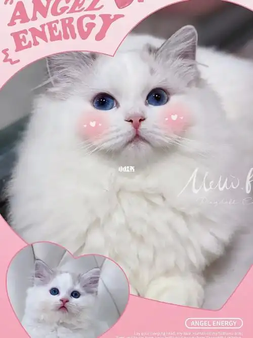 小时候有多丑长大就有多漂亮96海山梵色布偶