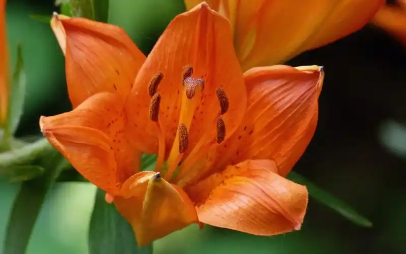 百合,特写,花卉,电脑壁纸,壁纸百合花(百年好合)花语