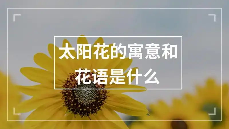 太阳花的寓意和花语是什么